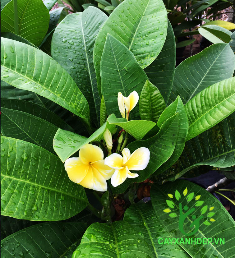Cây Sứ Đại Ấn Độ (Hoa Vàng Hột Gà)