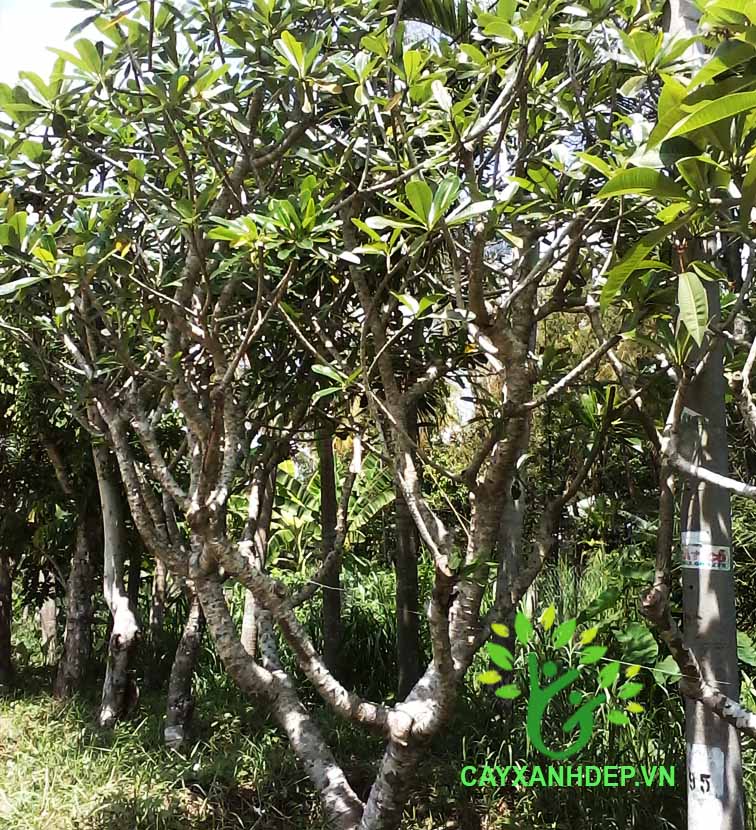 Cây Sứ Đại Ấn Độ (Hoa Vàng Hột Gà)