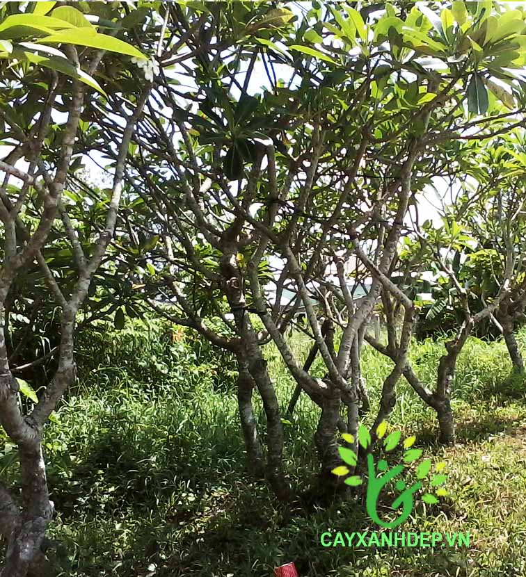 Cây Sứ Đại Ấn Độ (Hoa Vàng Hột Gà)