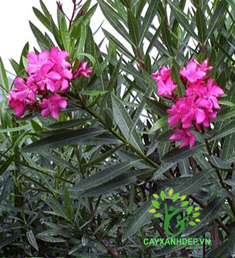 Cây Thông Thiên Đỏ