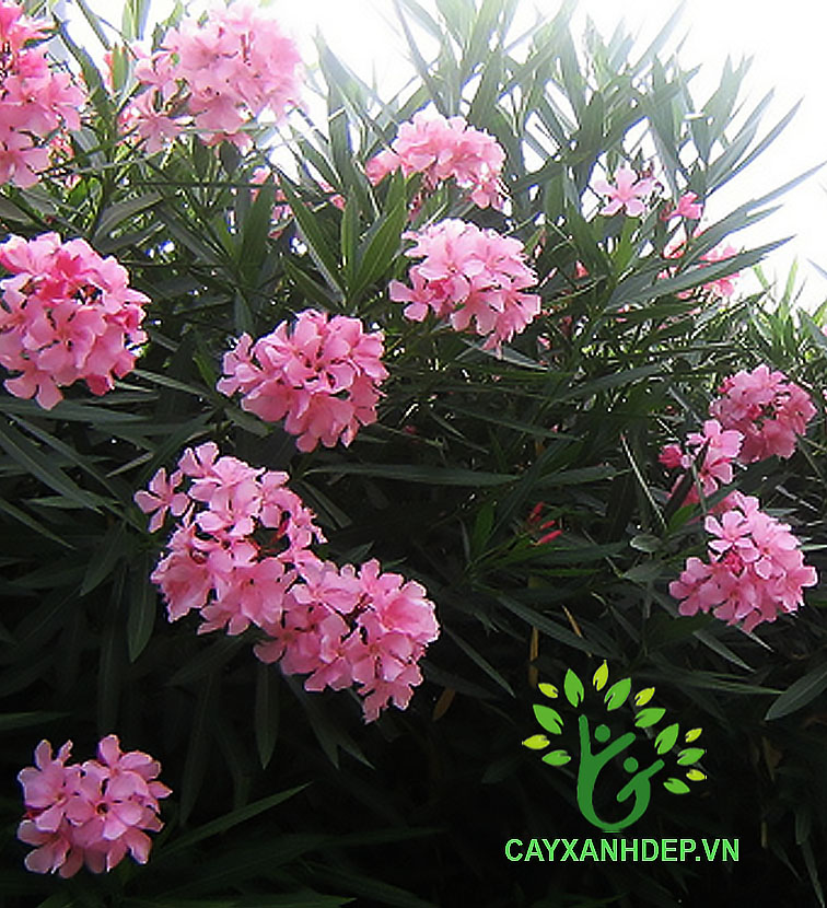 Cây Thông Thiên Đỏ