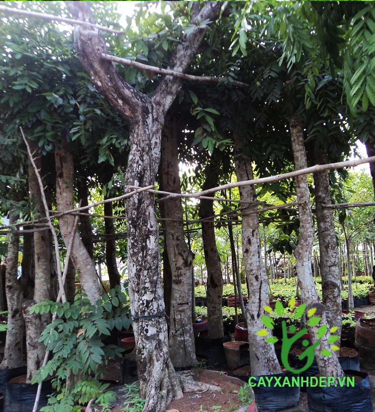 Cây Xà Cừ (Sọ Khỉ) | Cây Xanh Đẹp Cây Xà Cừ (Sọ Khỉ) | Cây Xanh Đẹp