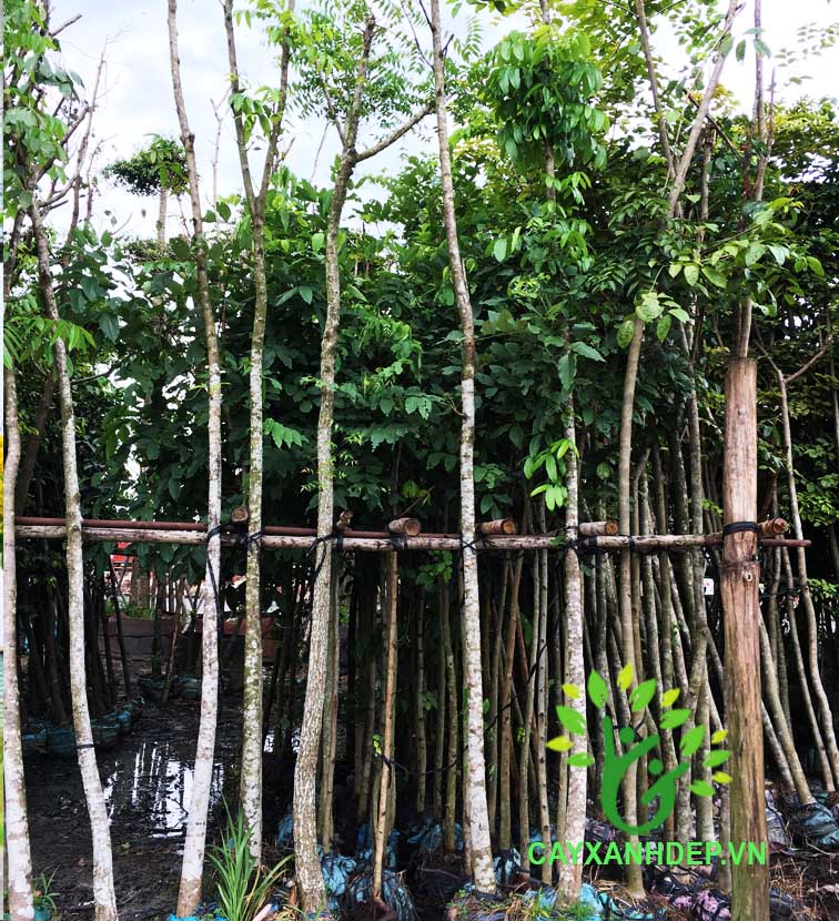 Cây Giáng Hương Đuôi Cong