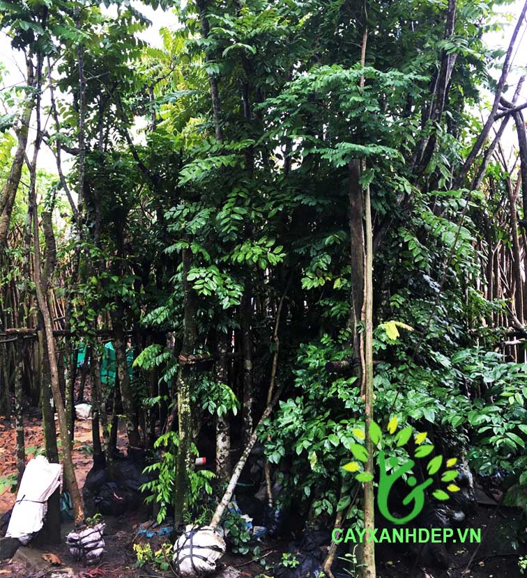 Cây Giáng Hương Đuôi Cong