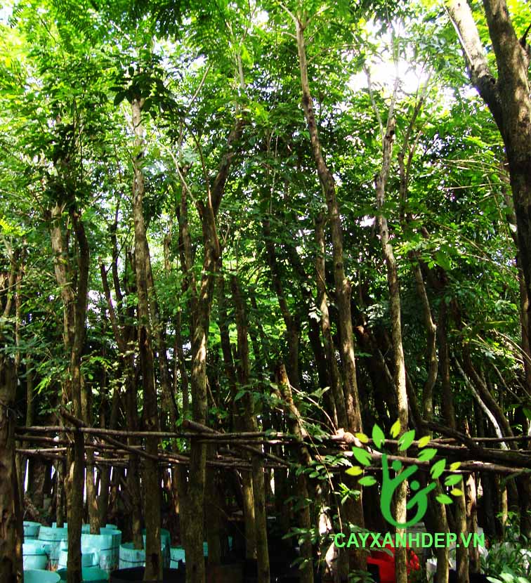 Cây Giáng Hương Đuôi Cong