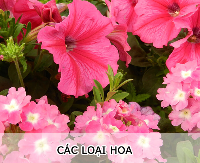 Các Loại Hoa