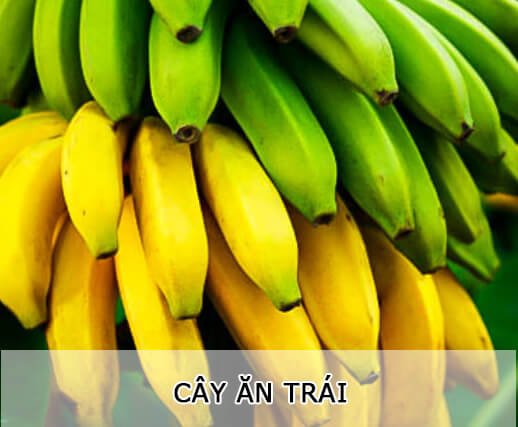 Cây Ăn Trái