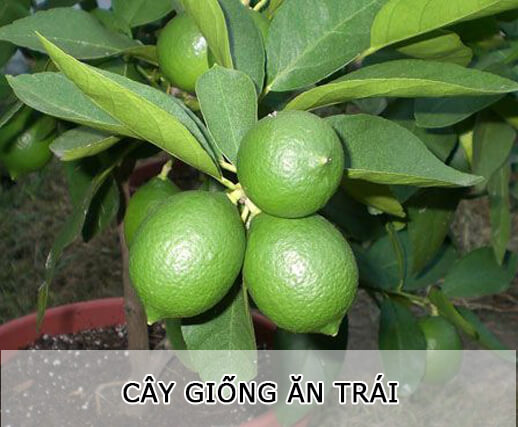 Cây Giống Ăn Trái