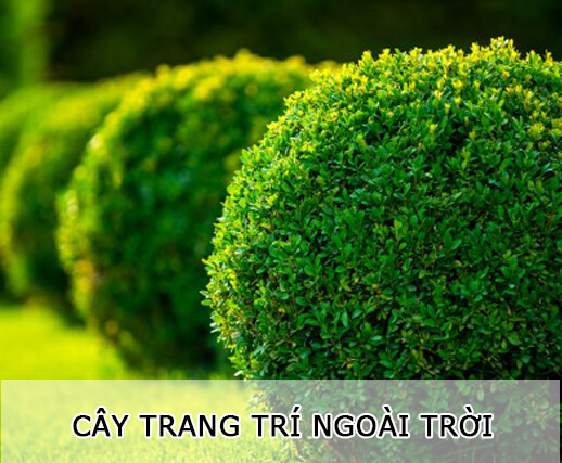 Cây Trang Trí Ngoài Trời