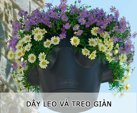 Cây Dây Leo Và Treo Giàn