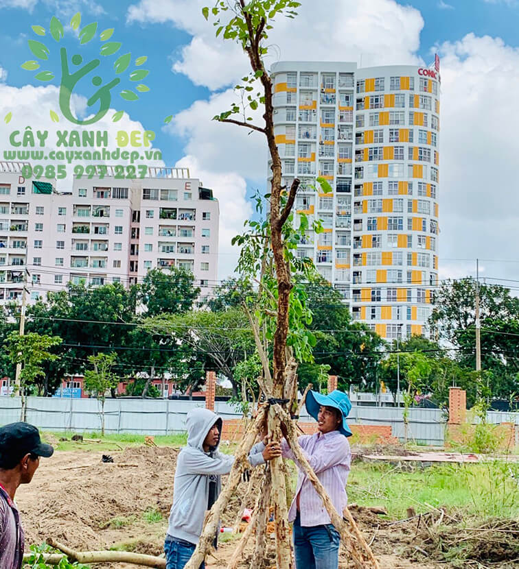 Trường Đại Học TpHCM