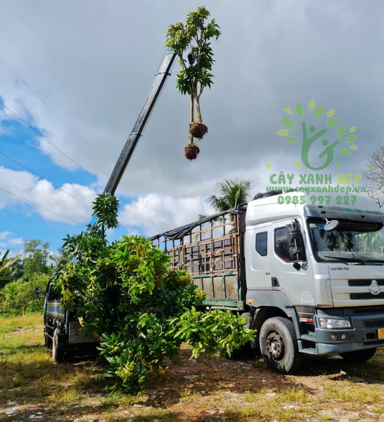 Giao Hàng Dự Án Cây Xanh Đô Thị - Tây Ninh