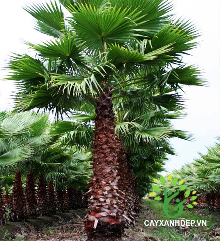 Cây Cọ Mỹ