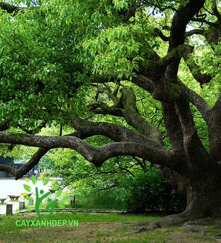 Cây Long Não (Dã Hương)