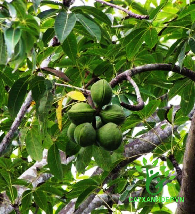 Cây Mủ Chôm (Trôm Mủ)