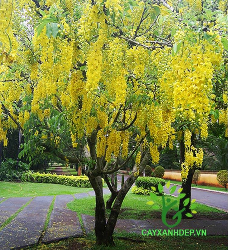 Cây Osaka Vàng (Hoàng Hậu Vàng)