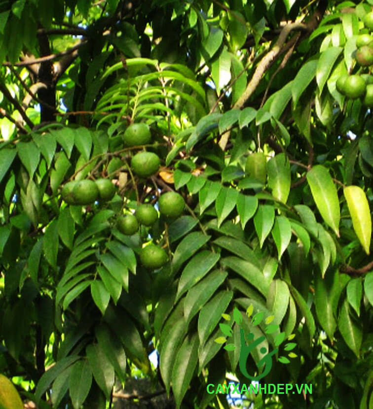 Cây Sấu