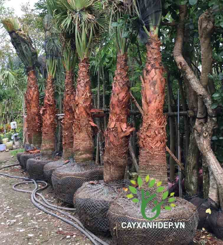 Cây Kè Xanh Washington (Kè Bẹ Đỏ, Kè Chỉ)
