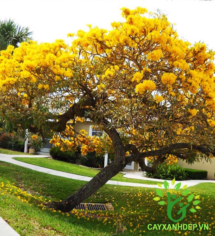 Cây Chuông Vàng | Cây Xanh Đẹp