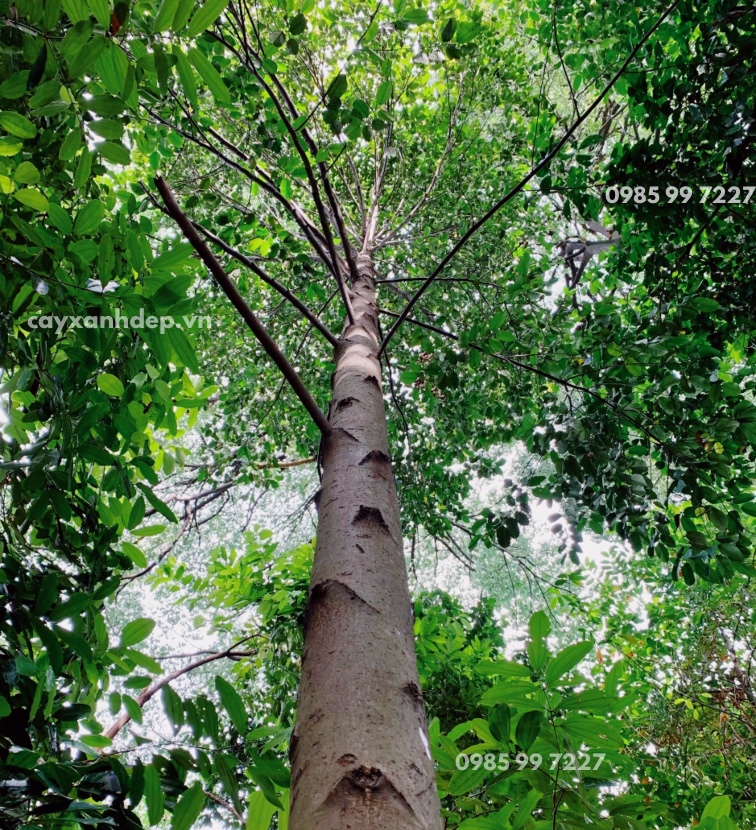 Cây Dầu (Dầu Rái)