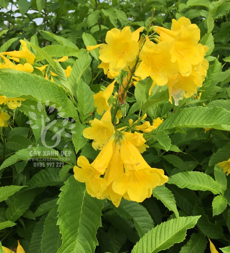 Cây Hoàng Yến (Huỳnh Liên Vàng)