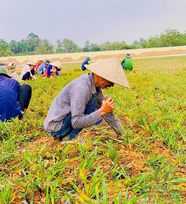 Cỏ Lá Gừng, Cỏ Lá Tre